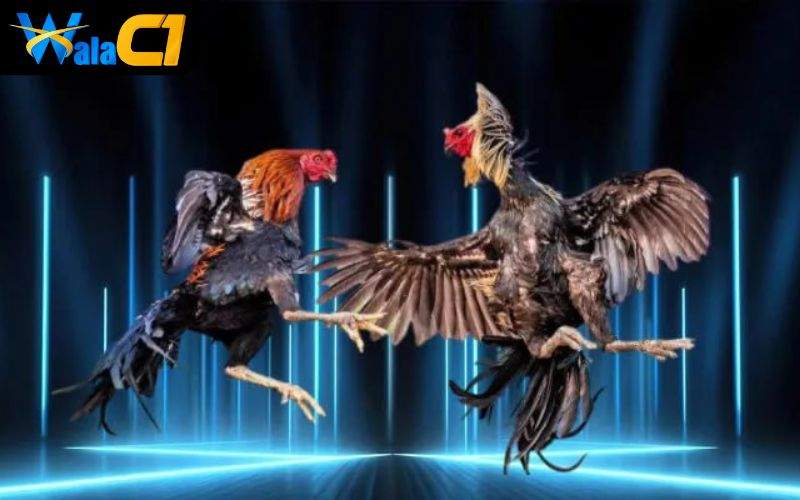 Phát sóng hàng trăm trận đấu mỗi ngày tại các trường gà danh tiếng Campuchia